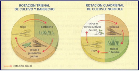 CULTIVOS